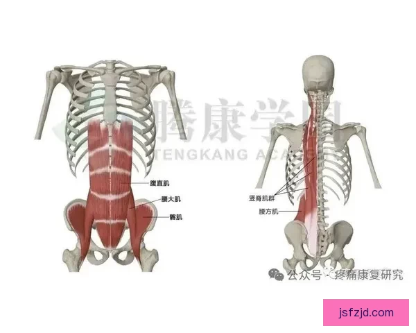 从训练与体态解析舞蹈生下肢线条更显突出的原因科学肌肉与骨盆